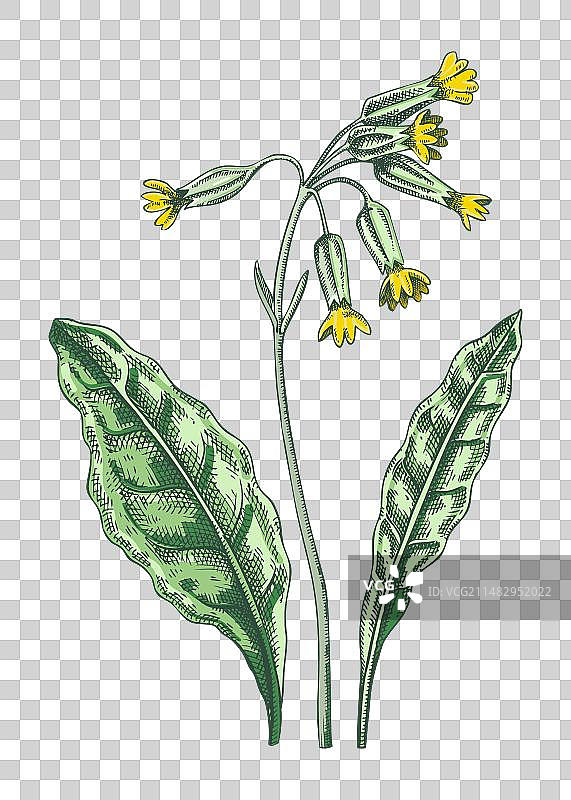 彩色报春花素描图片素材