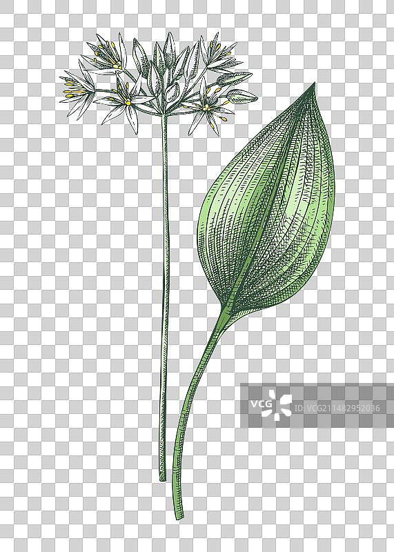 彩色野蒜花素描图片素材