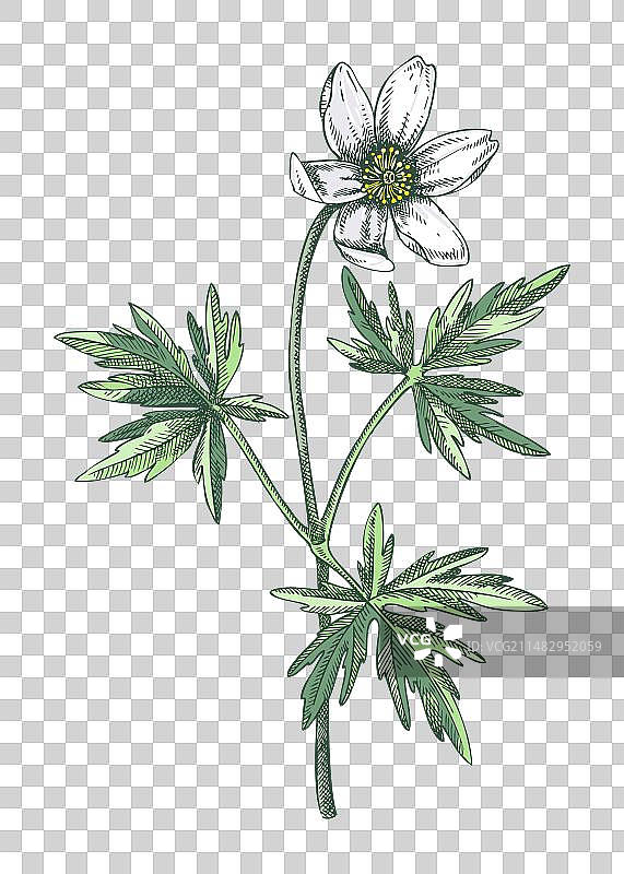 彩色毛茛属银莲花素描图片素材
