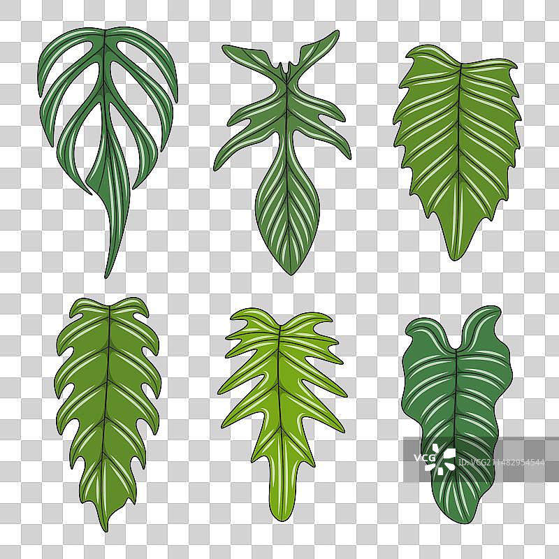 龟背竹蔓藤植物叶子合集图片素材