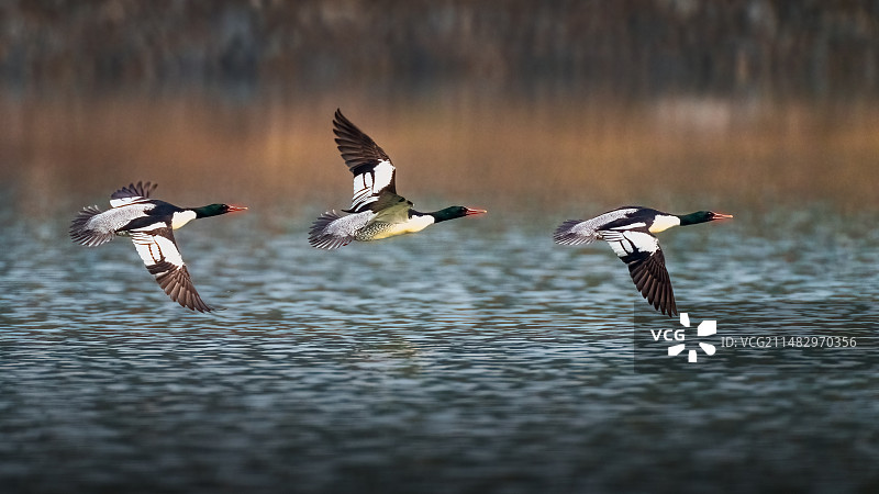 中华秋沙鸭#有着水中活化石之称#鸟类图片素材