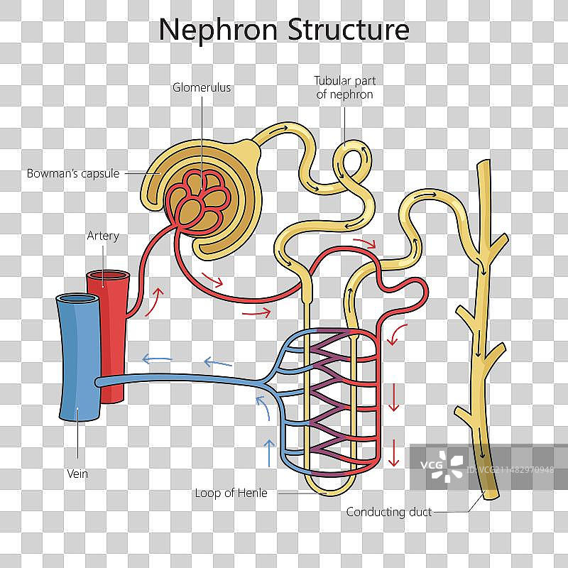 肾单位结构医学图图片素材