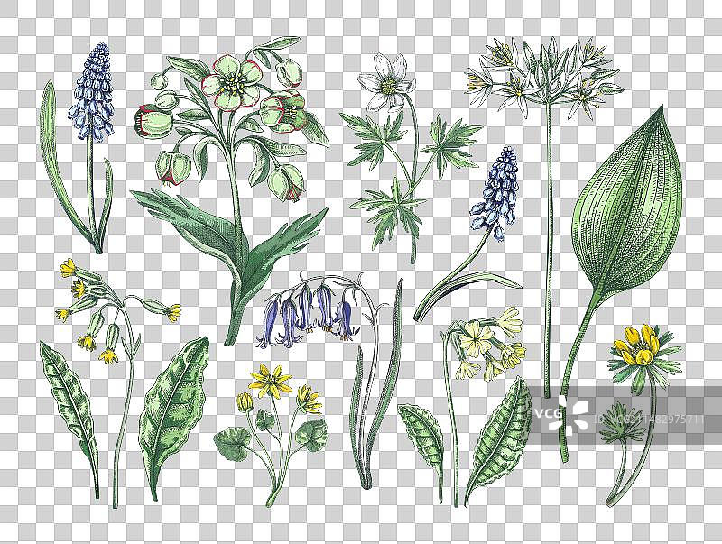 春季花卉手绘木纹素描图片素材