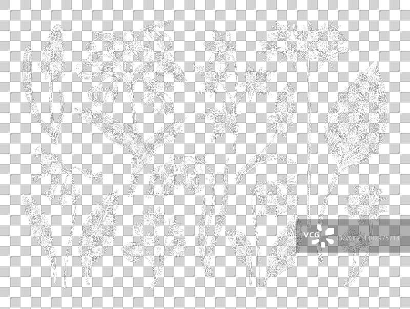 春季花卉手绘木纹素描图片素材