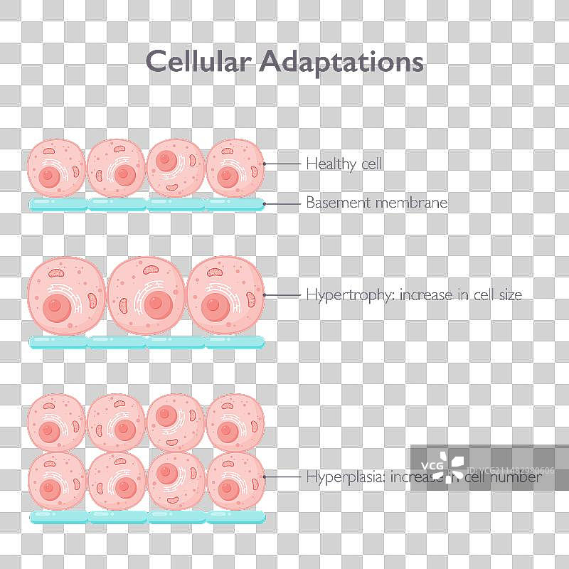 细胞的适应性图片素材