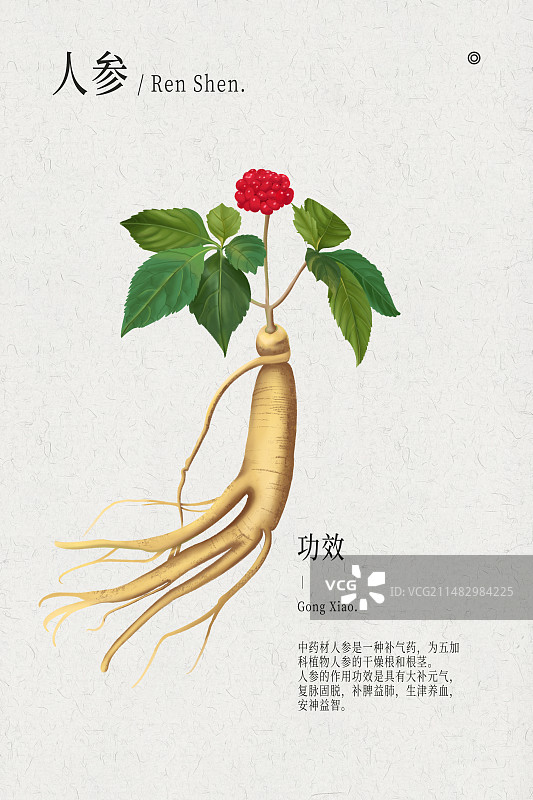 人参植物中医药材手绘插画竖构图模版图片素材