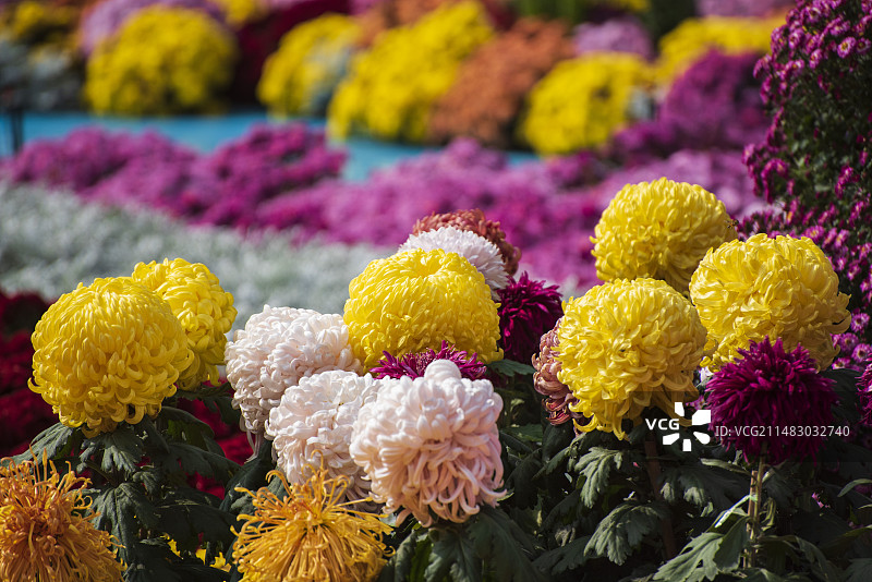 菊花花朵小雏菊图片素材
