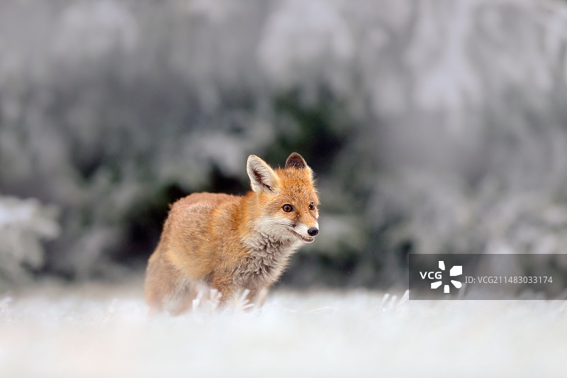 狐狸动物红狐图片素材