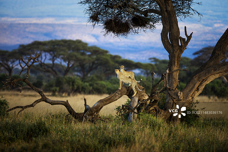 _C0W7455-草原印象图片素材