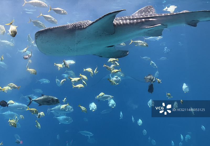 鱼在海里游泳的特写镜头图片素材