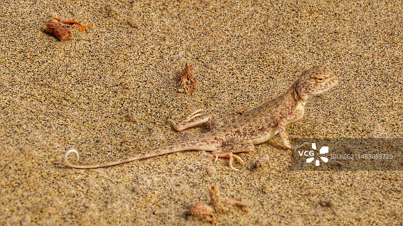 带伪装色的小家伙图片素材