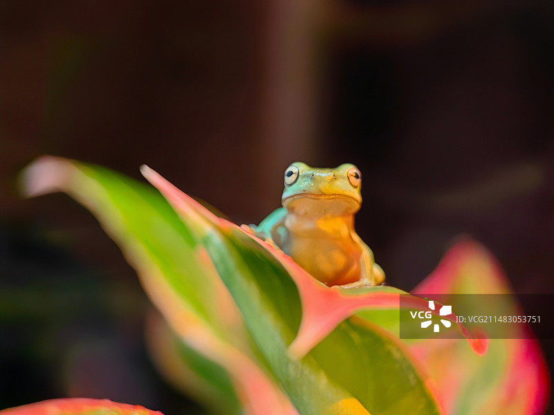 植物上的青蛙特写镜头图片素材
