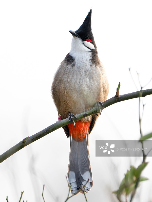 红耳鹎图片素材