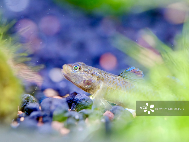 虾虎鱼游泳的特写镜头图片素材