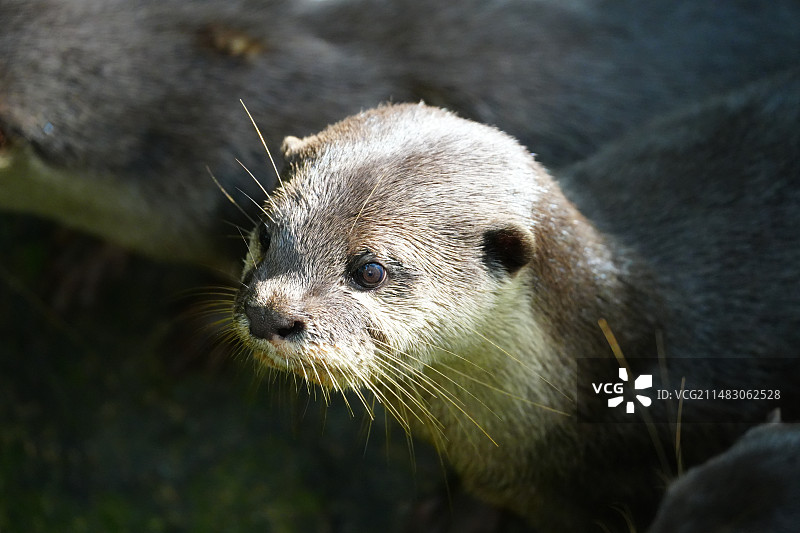 新加坡动物园图片素材