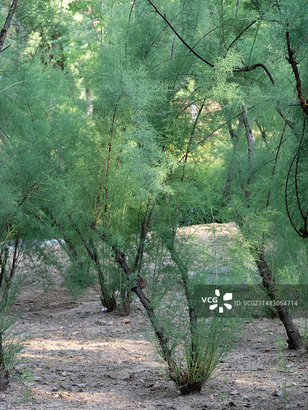 武汉园博园的灌木红柳开花图片素材