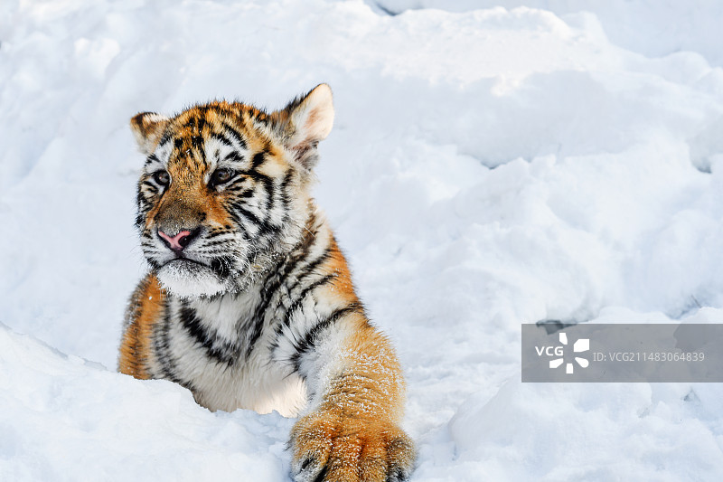 雪地上的东北虎宝宝图片素材