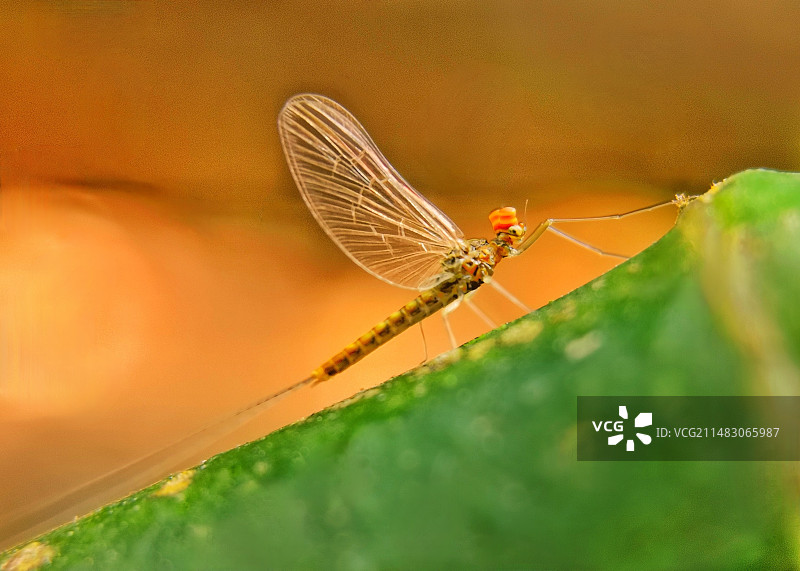 蜉蝣图片素材