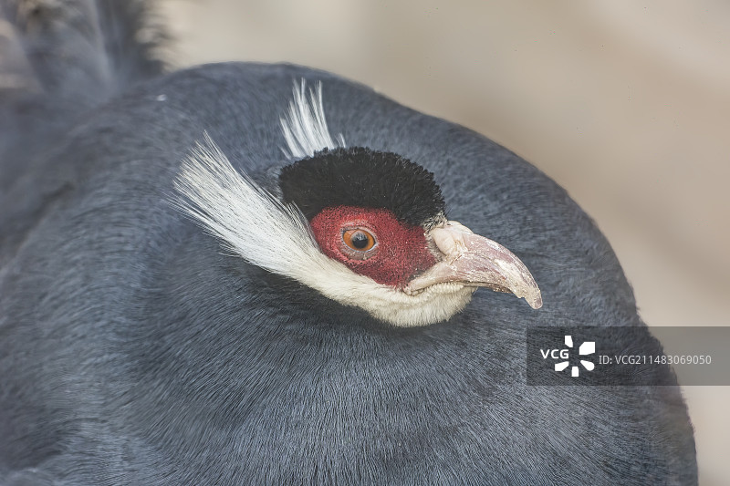 蓝马鸡的头部特写图片素材