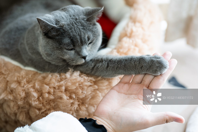 一只灰色的英国短毛猫伸出猫爪，与主人握手，仿佛达成了某种协议图片素材