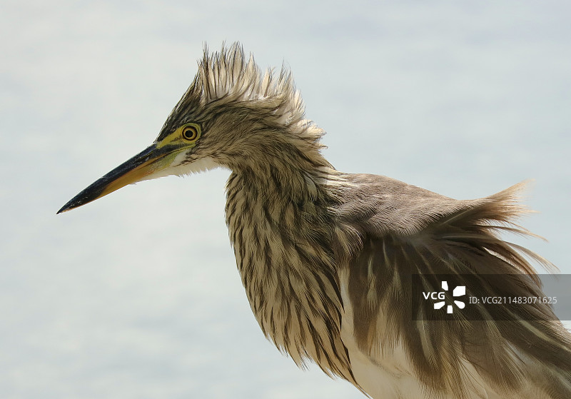 一只炸毛的池鹭的侧面肖像特写图片素材