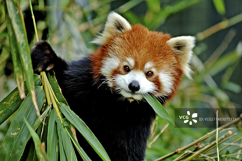 小熊猫（小猫熊）图片素材