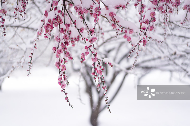 冰糖雪梅图片素材