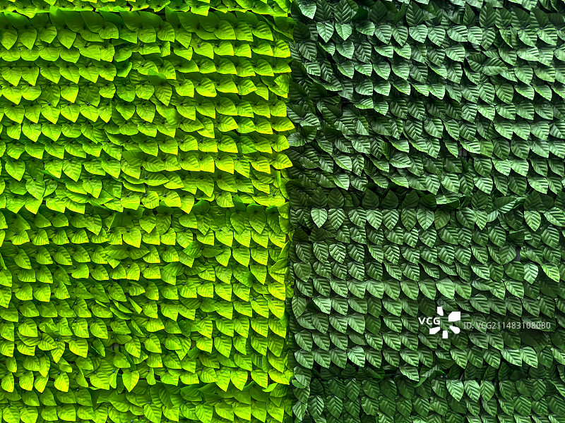 绿色树叶组成的一面墙图片素材