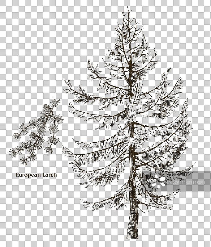 欧洲落叶松树和树枝图片素材