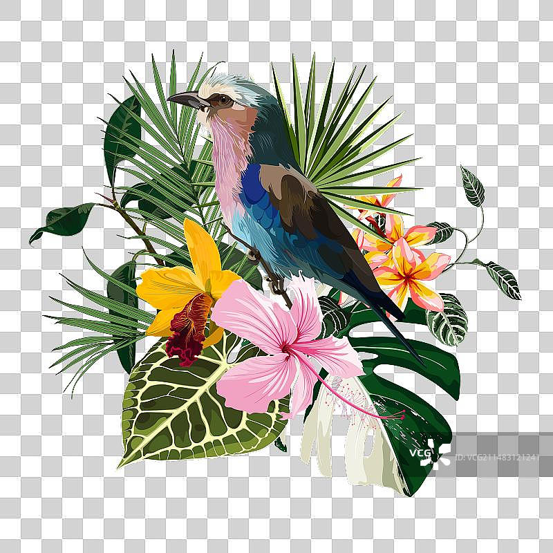 丁香胸辊鸟夏季设计图片素材