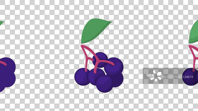 接骨木果图片素材