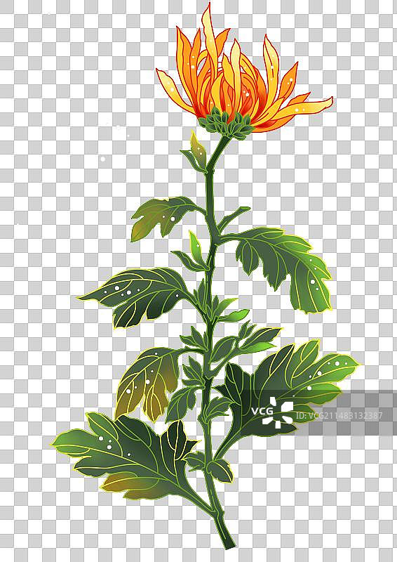 菊花重阳自然美风格花植物节日分离着色自然季节秋天插画图片素材
