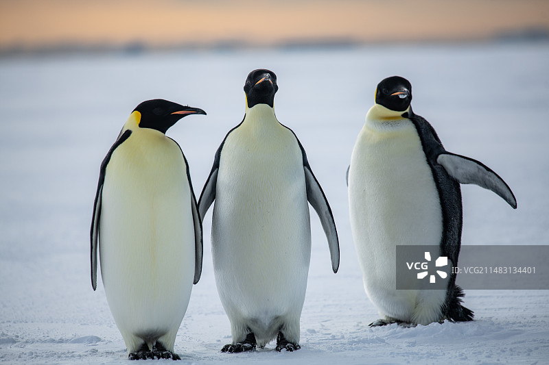 南极罗斯海冰面上的帝企鹅图片素材