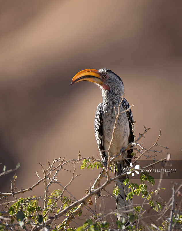 南黄弯嘴犀鸟 Southern Yellow-billed Hornbill图片素材