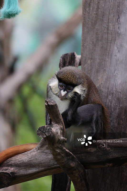 红尾长尾猴的特写图片素材