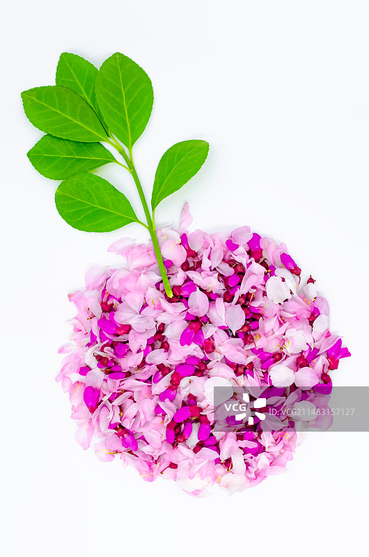 中国野生植物影棚拍摄主题，用重瓣榆叶梅花瓣和紫荆树花瓣排列组合的花盆盆栽几何形状，室内无人图像摄影图片素材