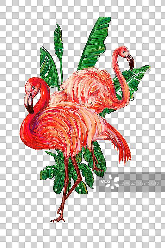 动物鸟类免抠素材火烈鸟图片素材