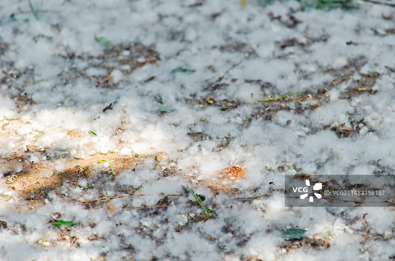 中国野生植物拍摄主题，春天的漫天飞舞的柳絮杨絮落在地上像白雪，户外白昼无人图像摄影图片素材