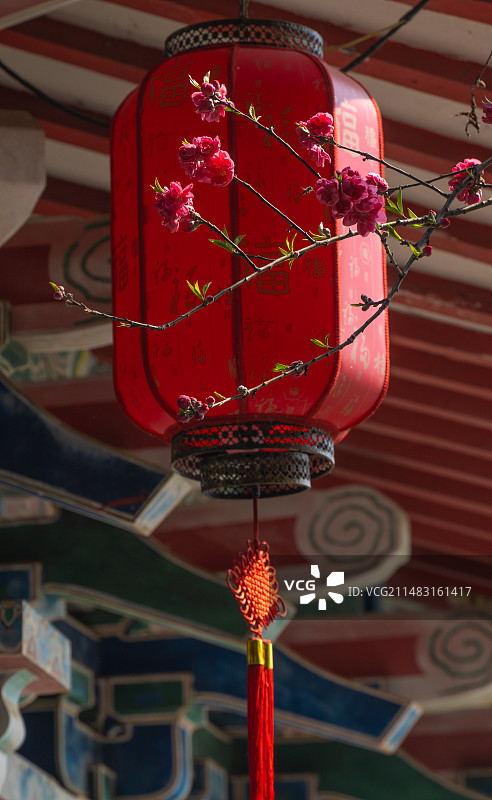 桂林榕湖新年福字灯笼与春天的桃花相得益彰图片素材
