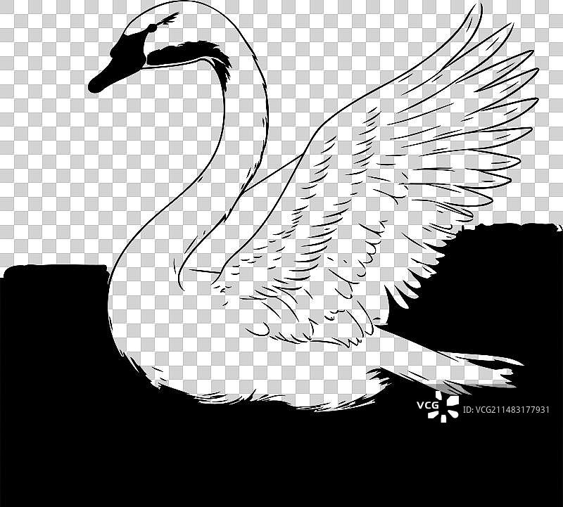 白色背景上的黑天鹅图片素材