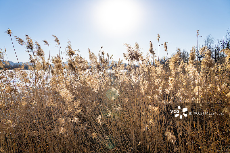 冬天氛围 东北小县城 悠闲  夕阳  辽宁大凌河畔  喀左县图片素材