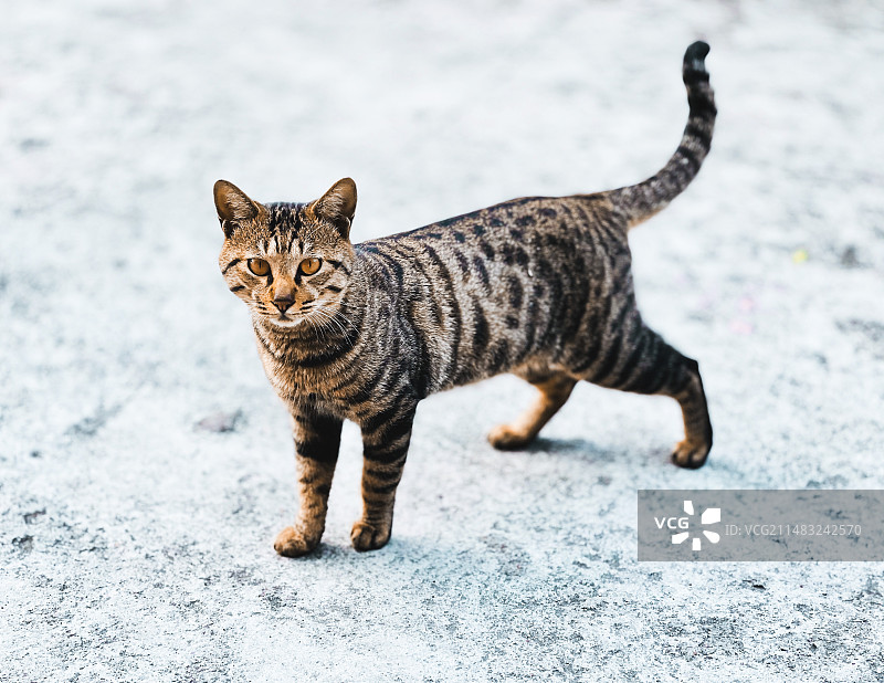 野猫的凝视图片素材