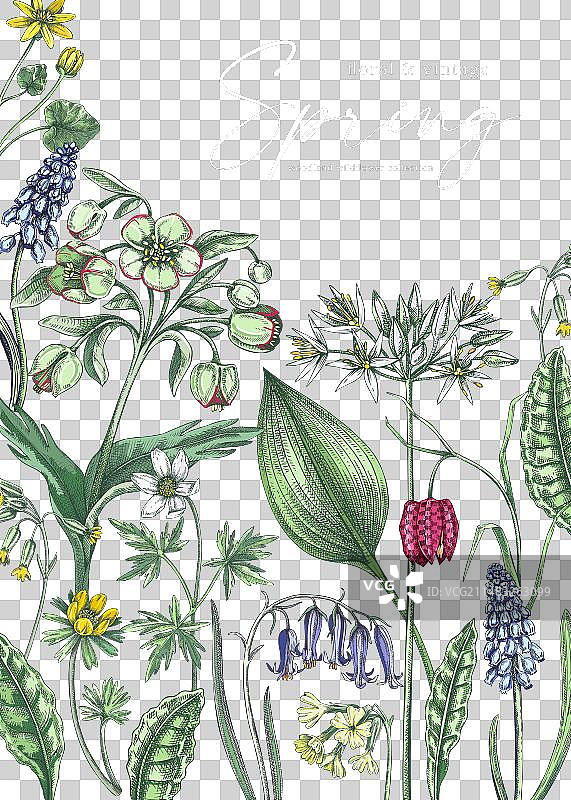 精致的春季设计模板，包含野生花卉图片素材