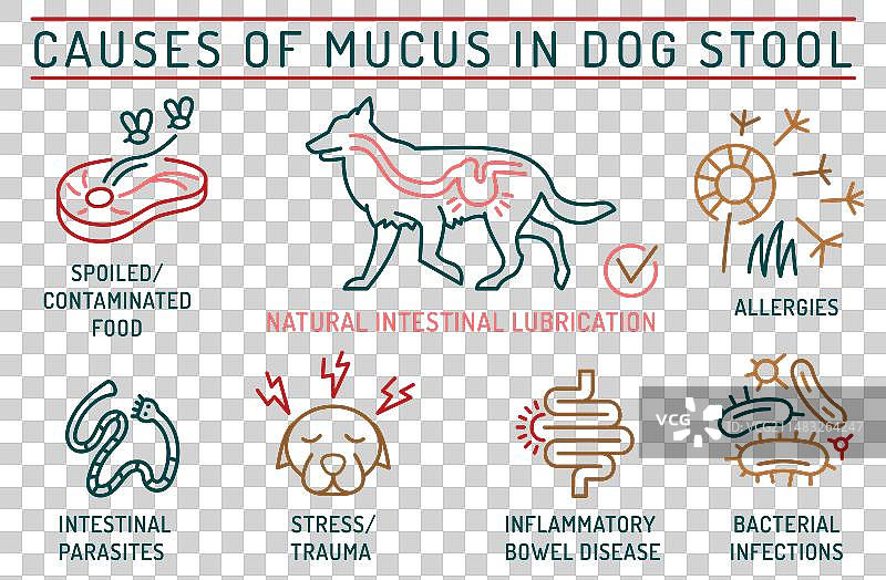 什么可能导致狗粪便中有粘液的医学原因图片素材