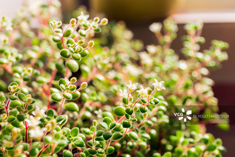 生命力顽强的小花图片素材