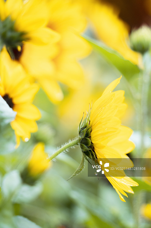 黄色雏菊菊花特写图片素材