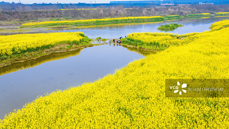 四川邛崃：油菜花开春意浓图片素材