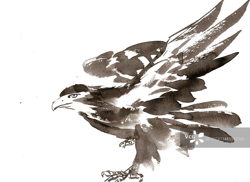 展翅的雄鹰图片素材