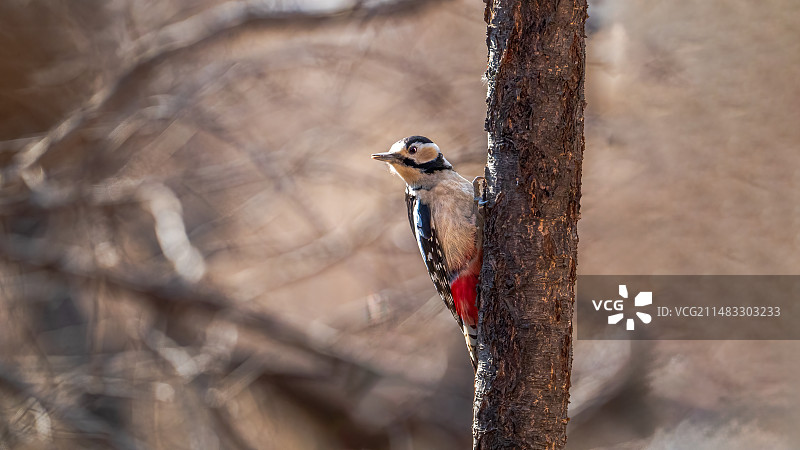 观望的啄木鸟图片素材