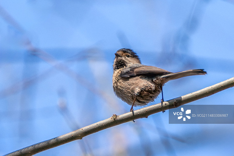 风中凌乱的银喉长尾山雀图片素材